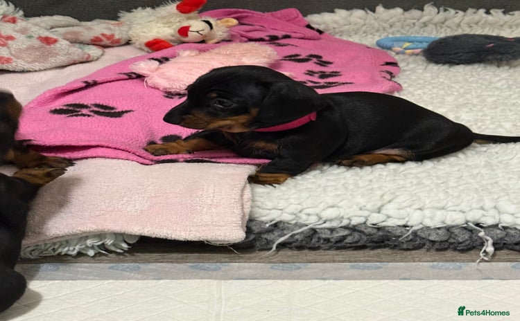 Miniature Dachshund dogs - Advert 6