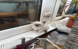 Ragdoll cats for sale: Rare champion lilac/flame/tortie Ragdoll kittens in Hook - Image 7