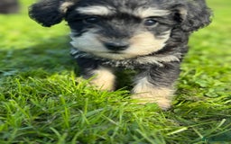 Schnoodle dogs for sale: Stunning Schnoodles, heath tested  - Image 8