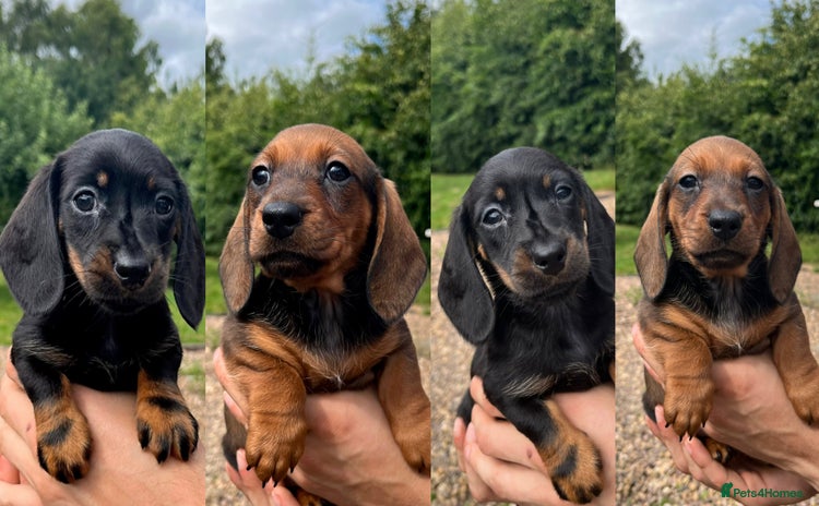 Miniature Dachshund dogs - Advert 15