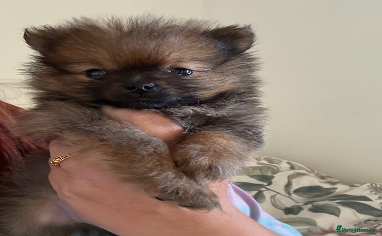 Pomeranian dogs - Advert 5
