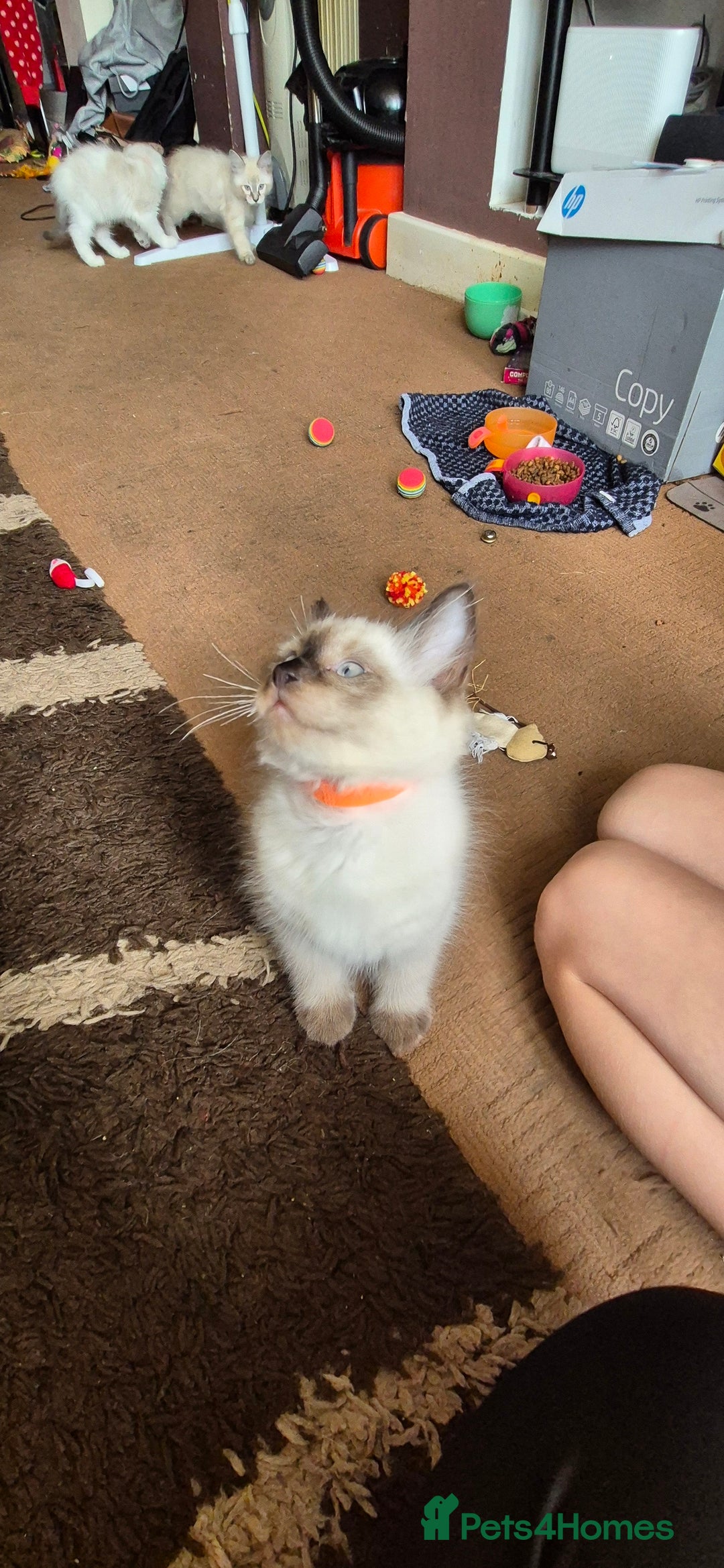 Turkish Angora cats for sale: Turkish angora  - Image 15