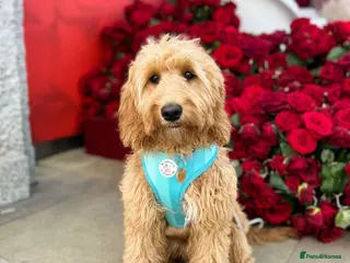 Mini Goldendoodle dogs F1 HEALTH TESTED, 5* BREEDER & POLICE DOG TRAINER - Advert 4