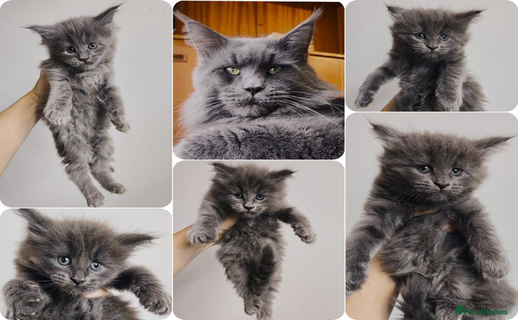 Maine Coon cats - Advert 3