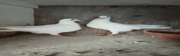 Pigeons birds for sale: Young pure white logan racing pigeons for sale - Advert 1