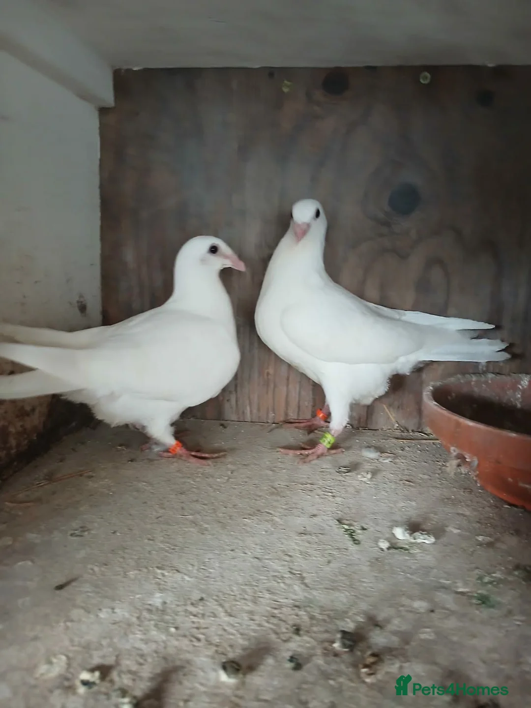 Pigeons birds for sale: Young pure white logan racing pigeons for sale - Advert 1