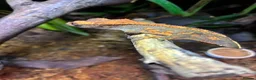 Gecko reptiles for sale: Baby Crested Geckos in Plymouth - Advert 2