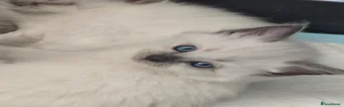 Ragdoll 3