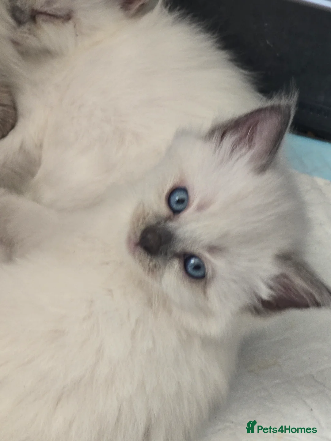 Ragdoll cats for sale: 3 big male  - Advert 2