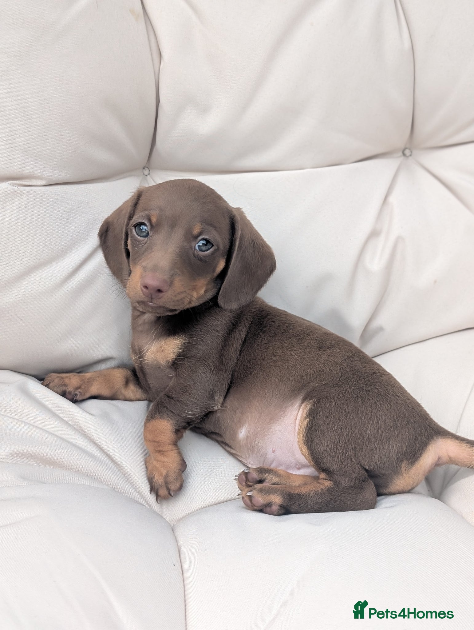 Miniature Dachshund dogs for sale: Longhaired and smooth miniature dachshunds  - Advert 8