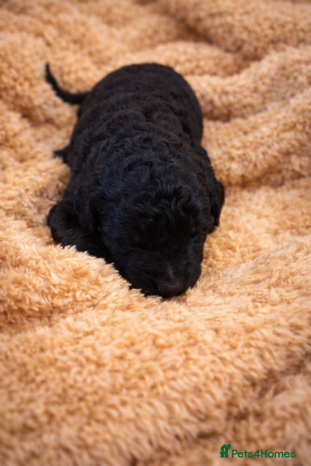 Standard Poodle dogs for sale: Silver KC registered Standard Poodle puppies - Advert 14