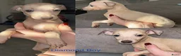 Italian Greyhound dogs for sale: *2 Boys Ready to leave now* KC Italian Greyhound - Advert 4
