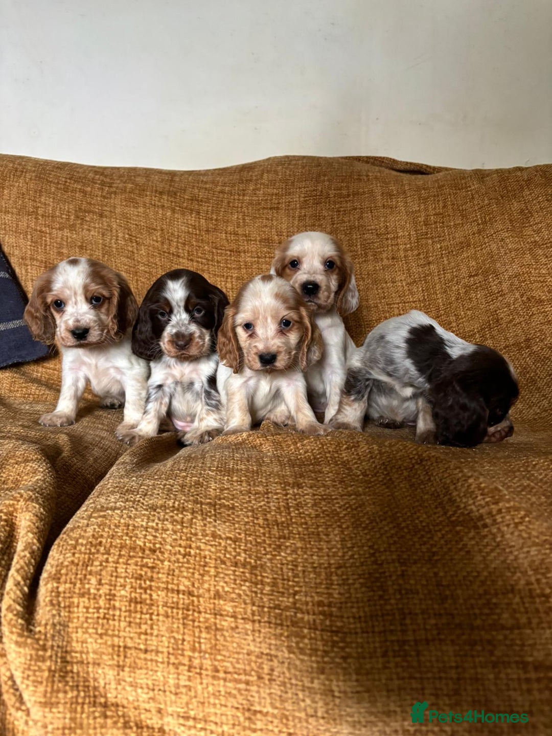 Cocker Spaniel dogs for sale: stunning pure show cockers health tested puppies - Image 12
