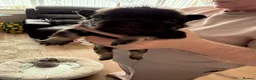 French Bulldog dogs for sale: Fluffy French bulldog puppies  - Advert 9