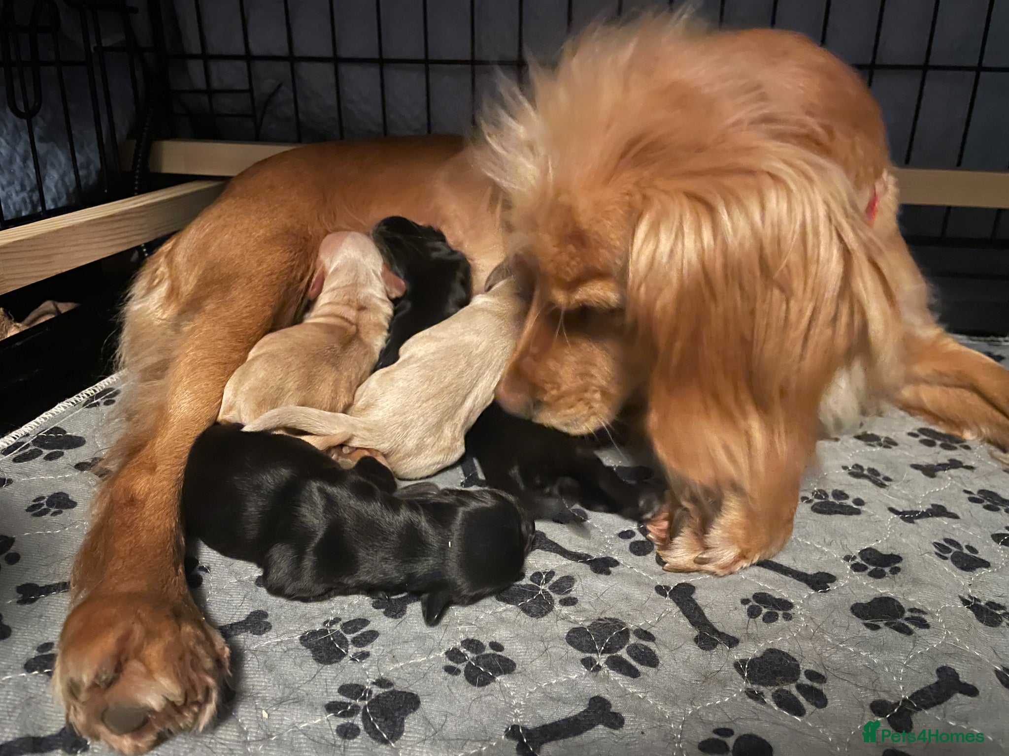 Cocker Spaniel dogs KC Registered Working Cocker Spaniel Puppies - Advert 1