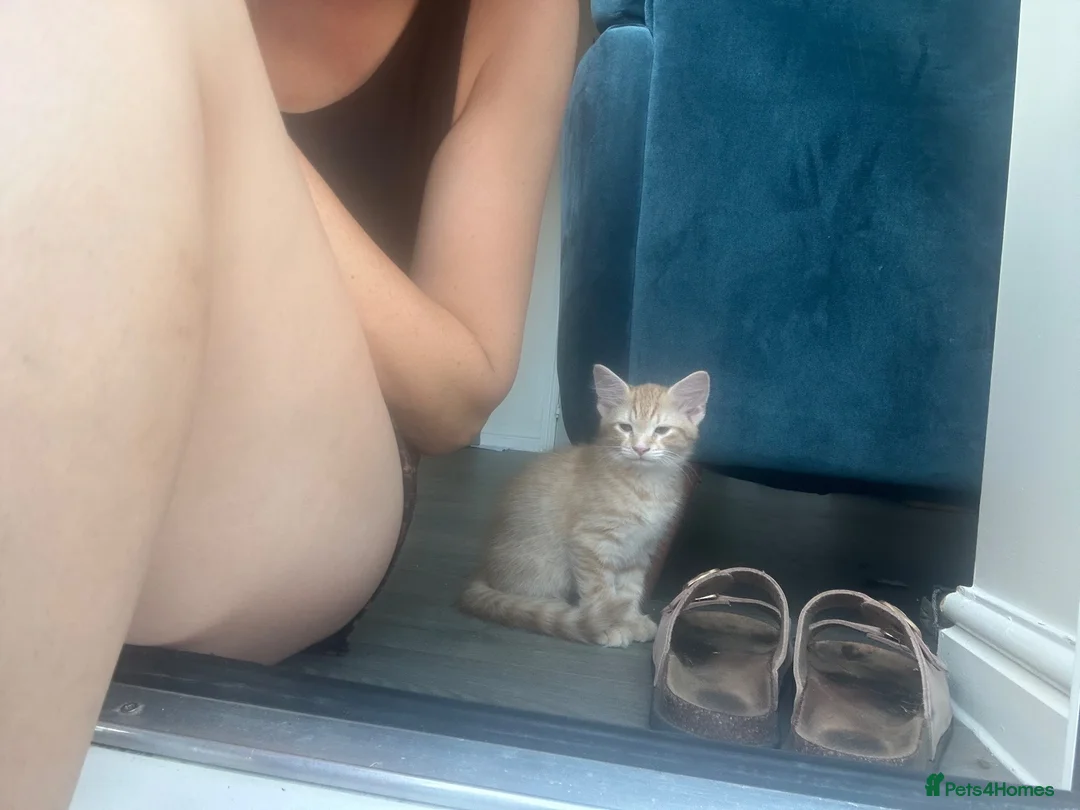 Mixed Breed cats for sale: Two male kittens just over 10 weeks  - Advert 10