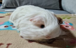 Guinea Pig rodents for sale: Two Stunning Sheltie Sows - Image 1