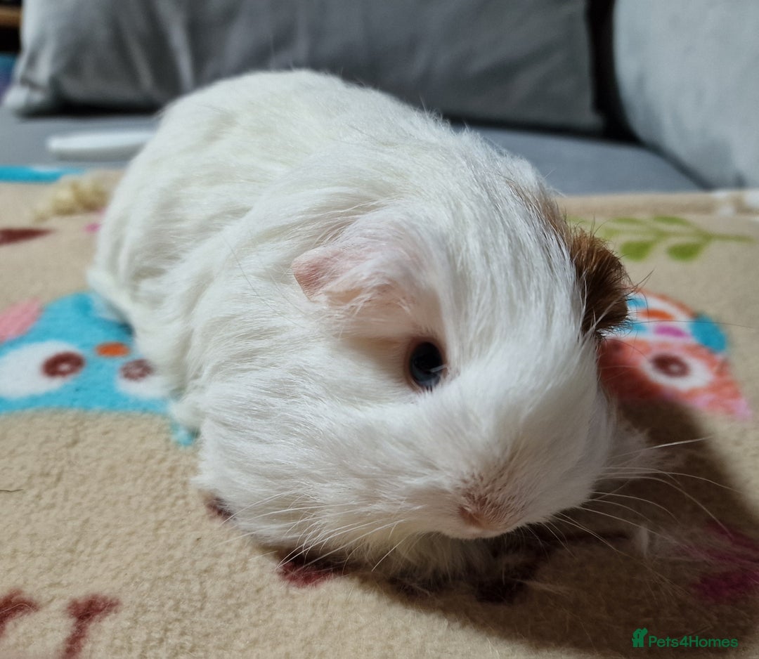 Guinea Pig rodents for sale: Two Stunning Sheltie Sows - Image 1