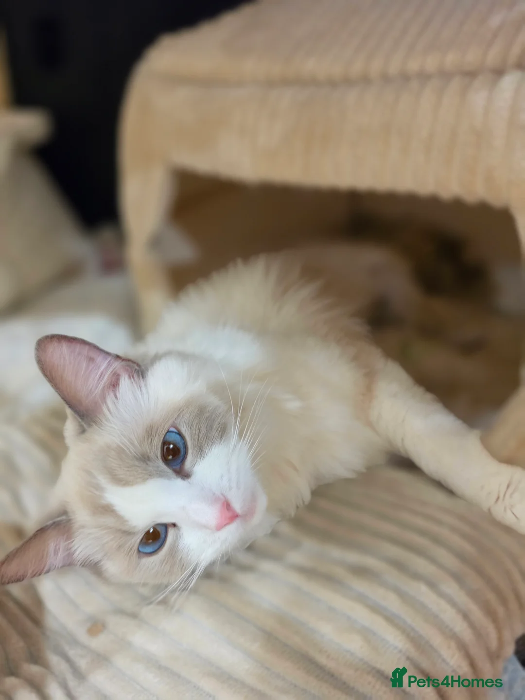 Ragdoll cats for sale: Zamir Ragdoll Family - Advert 2