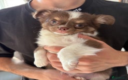 Chihuahua dogs for sale: LAST LITTLE BOY - long coat  READY NOW - Image 2