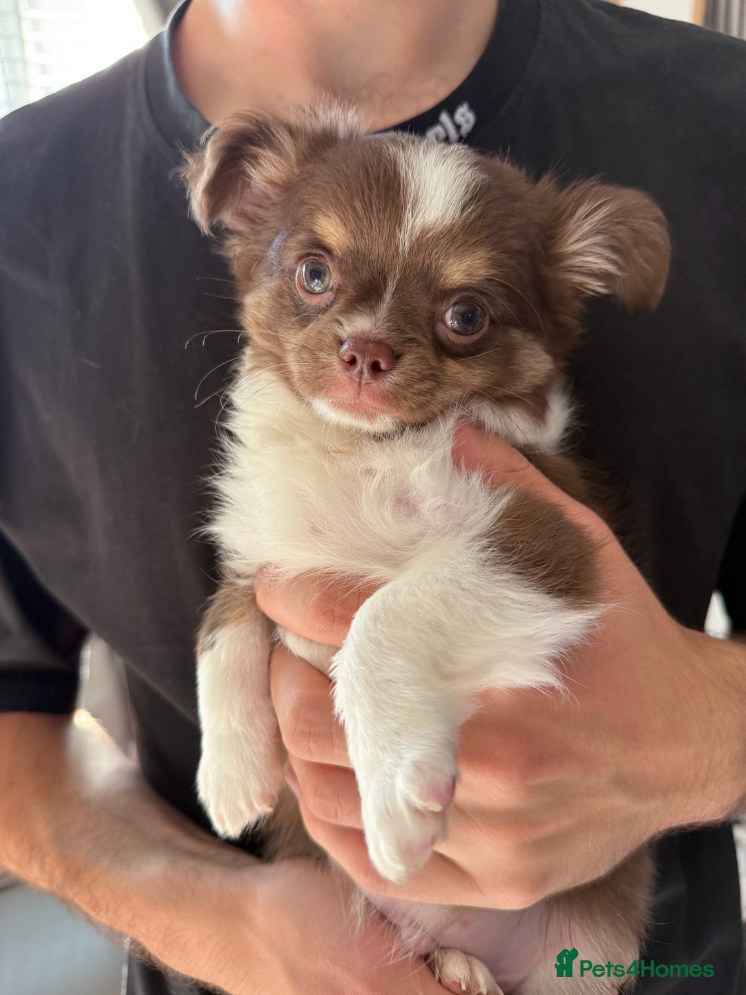 Chihuahua dogs for sale: LAST LITTLE BOY - long coat  READY NOW - Image 2