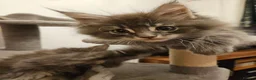 Maine Coon cats for sale: XL Russian main coons in Manchester - Advert 5