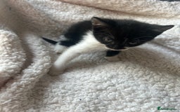 Mixed Breed cats for sale: Kittens for sale - Image 3