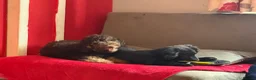 Mixed Breed dogs for sale: Dixie - Advert 4