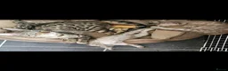 Bengal cats for sale: TICA registered bengal kittens - Advert 16