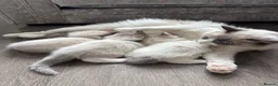 Ragdoll cats for sale: Beautiful Ragdoll Bi Colour Boy Kitten 🩵🐱 - Advert 5