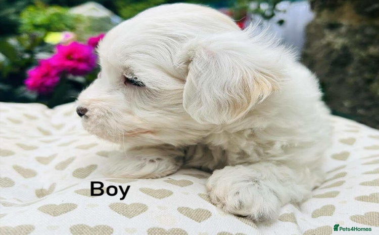 Maltipoo dogs - Advert 1