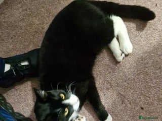 British Shorthair cats - Advert 20