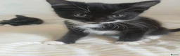 Mixed Breed cats for sale: Tuxedo/Tabby kittens 8 weeks old - Advert 19