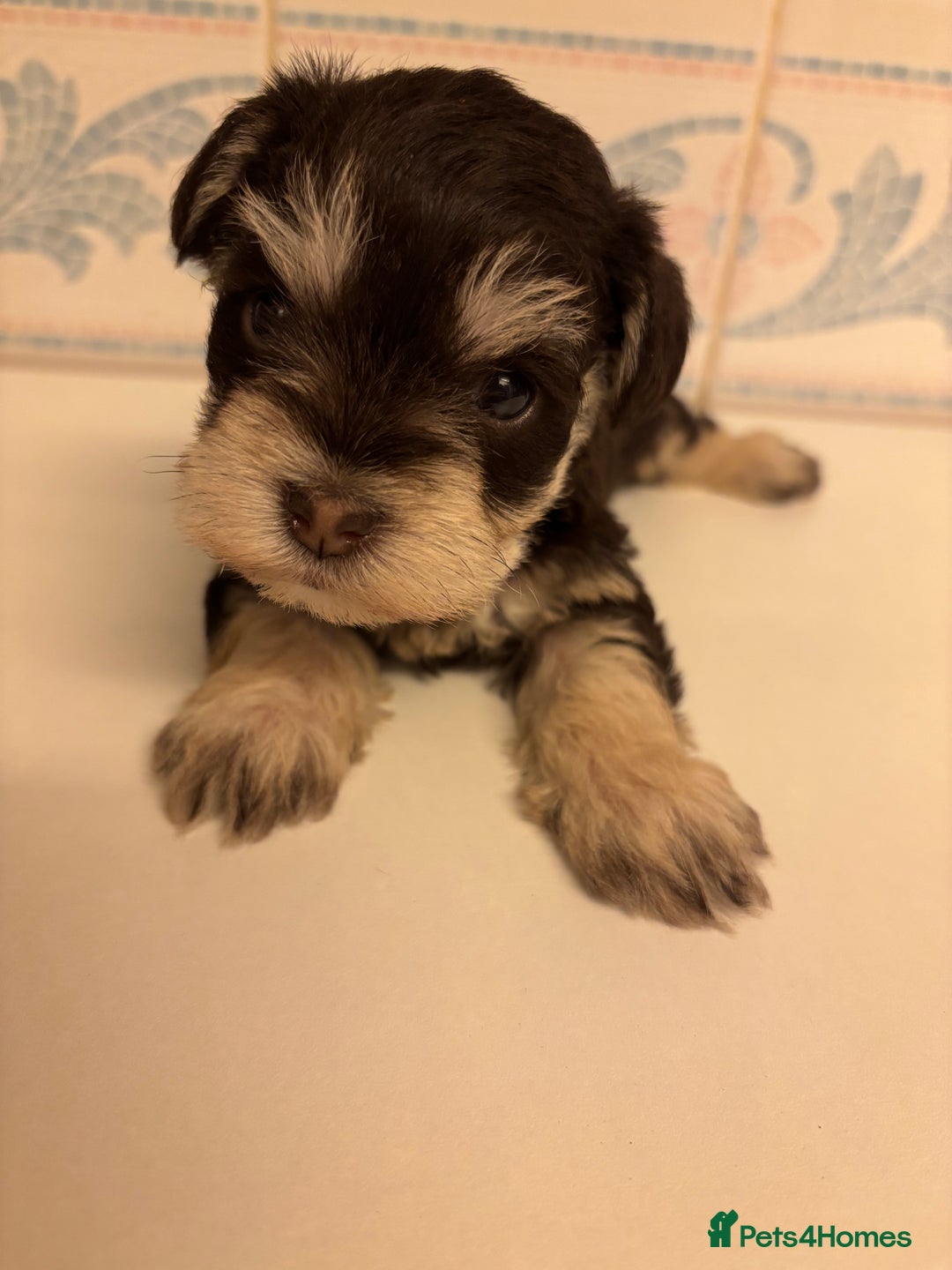 Miniature Schnauzer dogs for sale: 💕 stunning miniature schnauzer puppies💕 - Advert 4