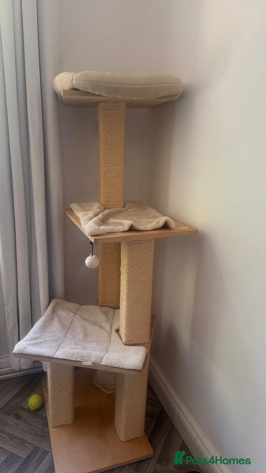Burmese cats for sale: Chocolate and Lilac Burmese - rehomed together  - Advert 2