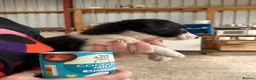 Welsh Collie dogs for sale: Adorable Mid Wales border collie puppies for sale - Advert 25