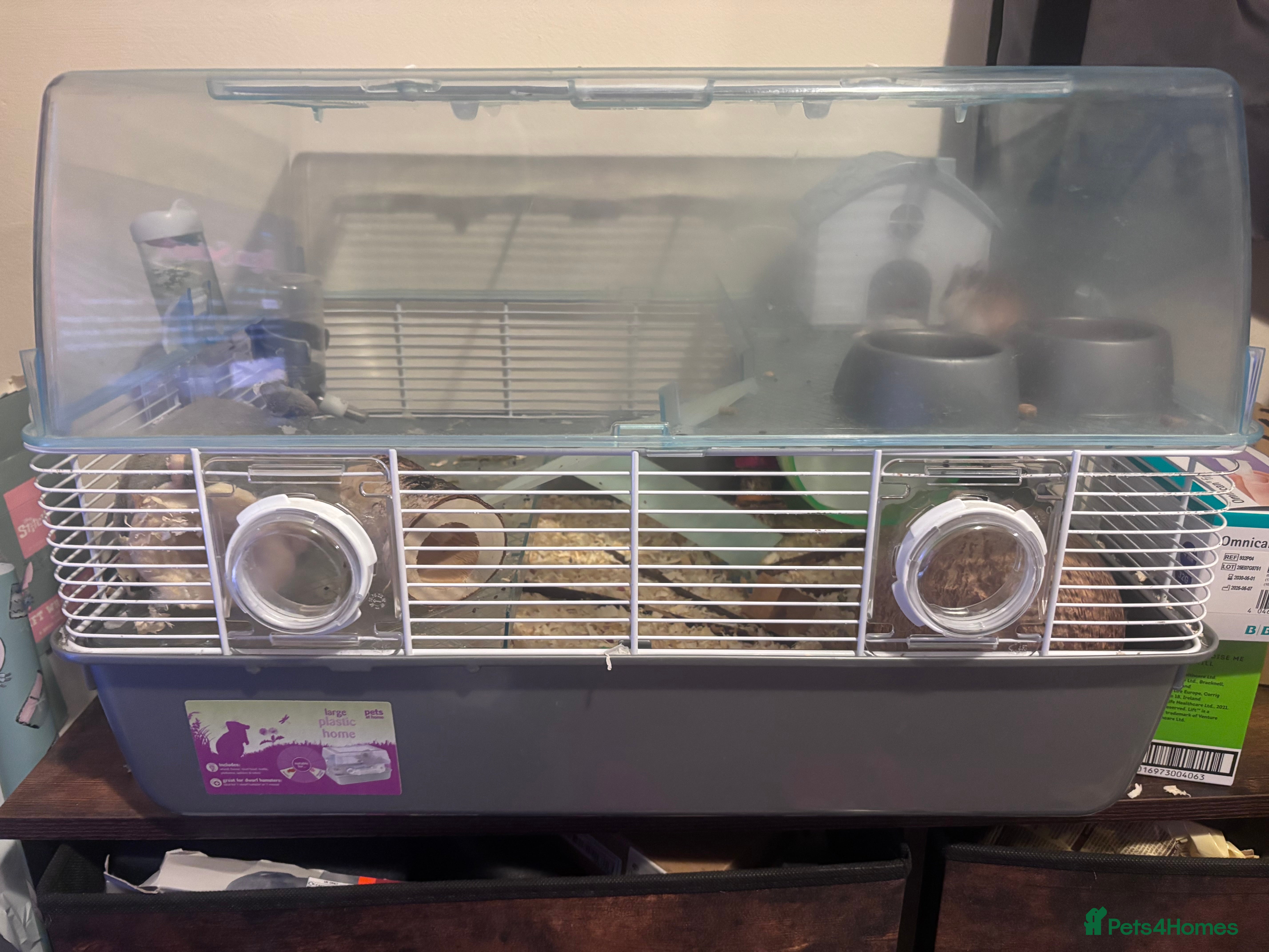 Hamster rodents Two dwarf hamsters - Advert 3