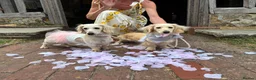 Miniature Dachshund dogs for sale: Clear Cream Platinum Miniature Dachshund  - Advert 4