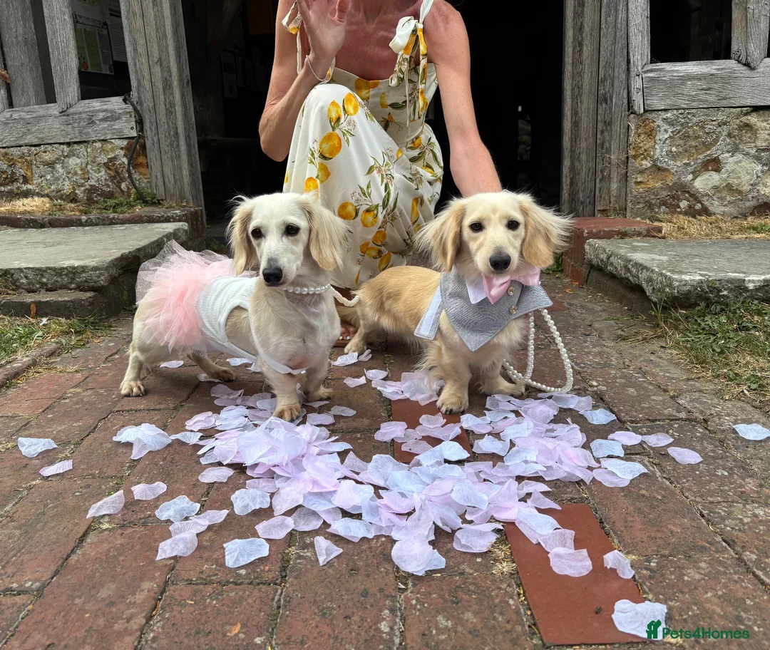 Miniature Dachshund dogs for sale: Clear Cream Platinum Miniature Dachshund  - Advert 4