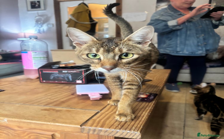 Chausie cats - Advert 1