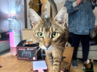 Chausie cats - Advert 22