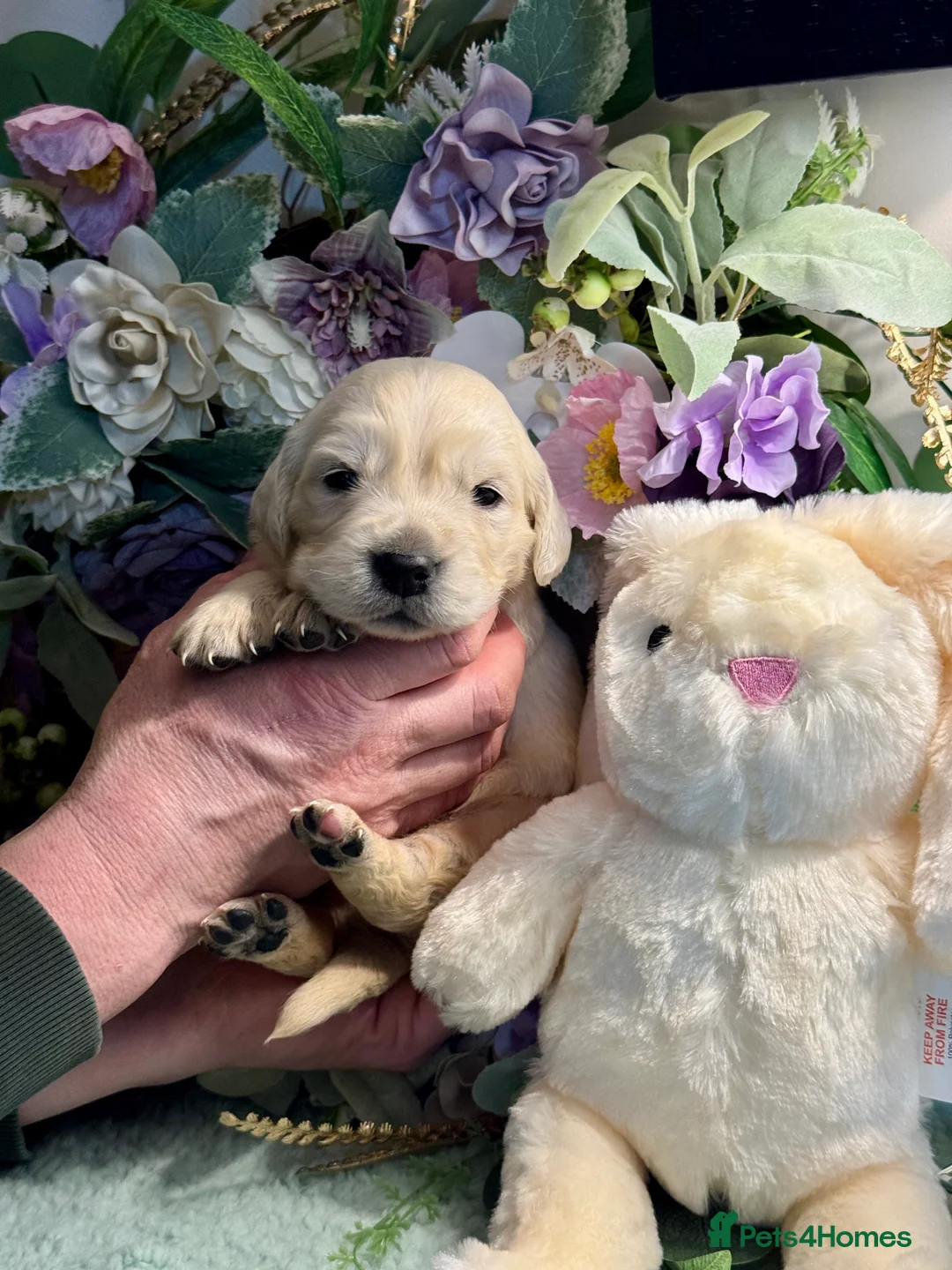 Golden Retriever dogs for sale: 9 gorgeous kc reg golden retriever puppies  - Advert 6