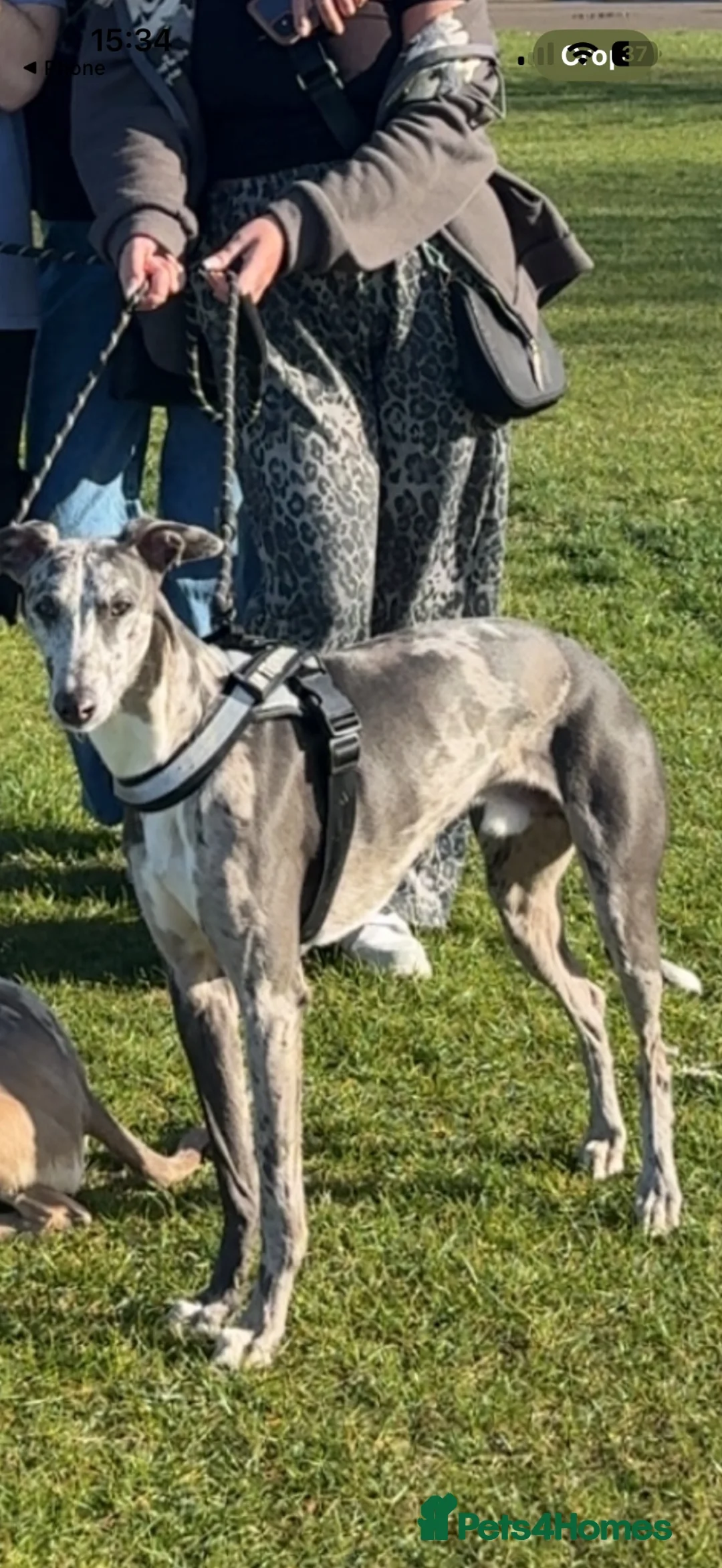 Mixed Breed dogs for sale: Collie whippet greyhound  - Advert 2