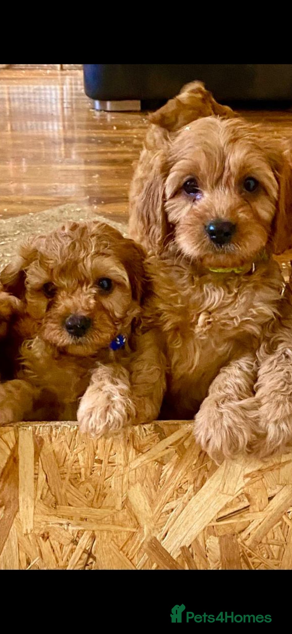 Cavapoo dogs F1 CAVAPOOS READY TO LEAVE. - Advert 2
