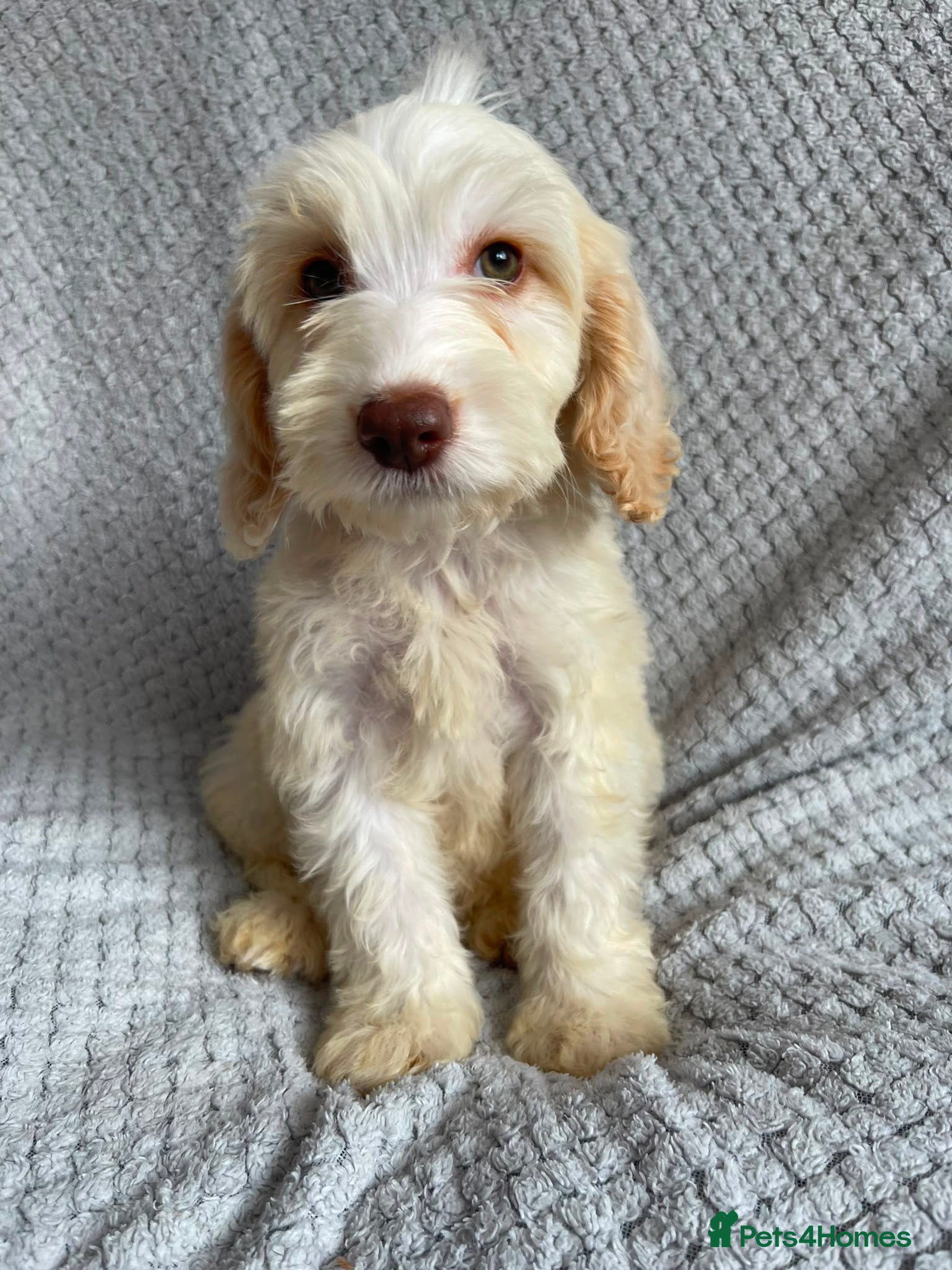 Cockapoo dogs 1 male 1 female Cockapoo puppies  - Advert 10