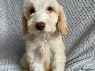 Cockapoo dogs 1 male 1 female Cockapoo puppies - Advert 10