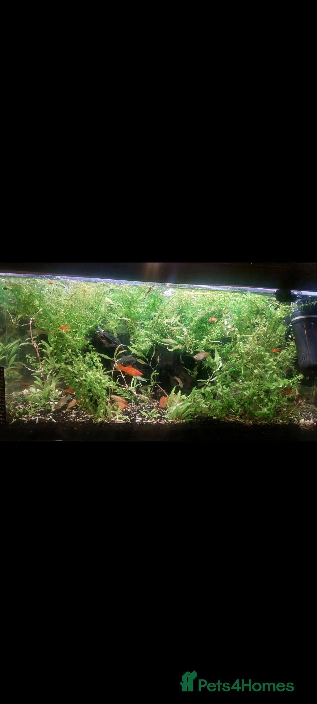 Other/Mixed Breed fish for sale: 10-year established jungle tank due t  in Hove - Advert 15