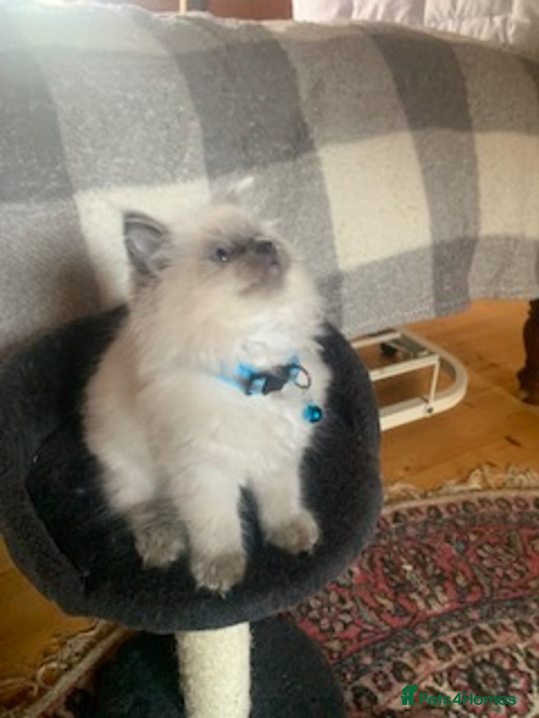 Ragdoll cats for sale: Gorgeous ragdoll kittens for sale - Advert 6