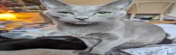 Russian Blue cats for sale: Russian Blue X Ragdoll kittens (Russian Dolls) - Advert 9