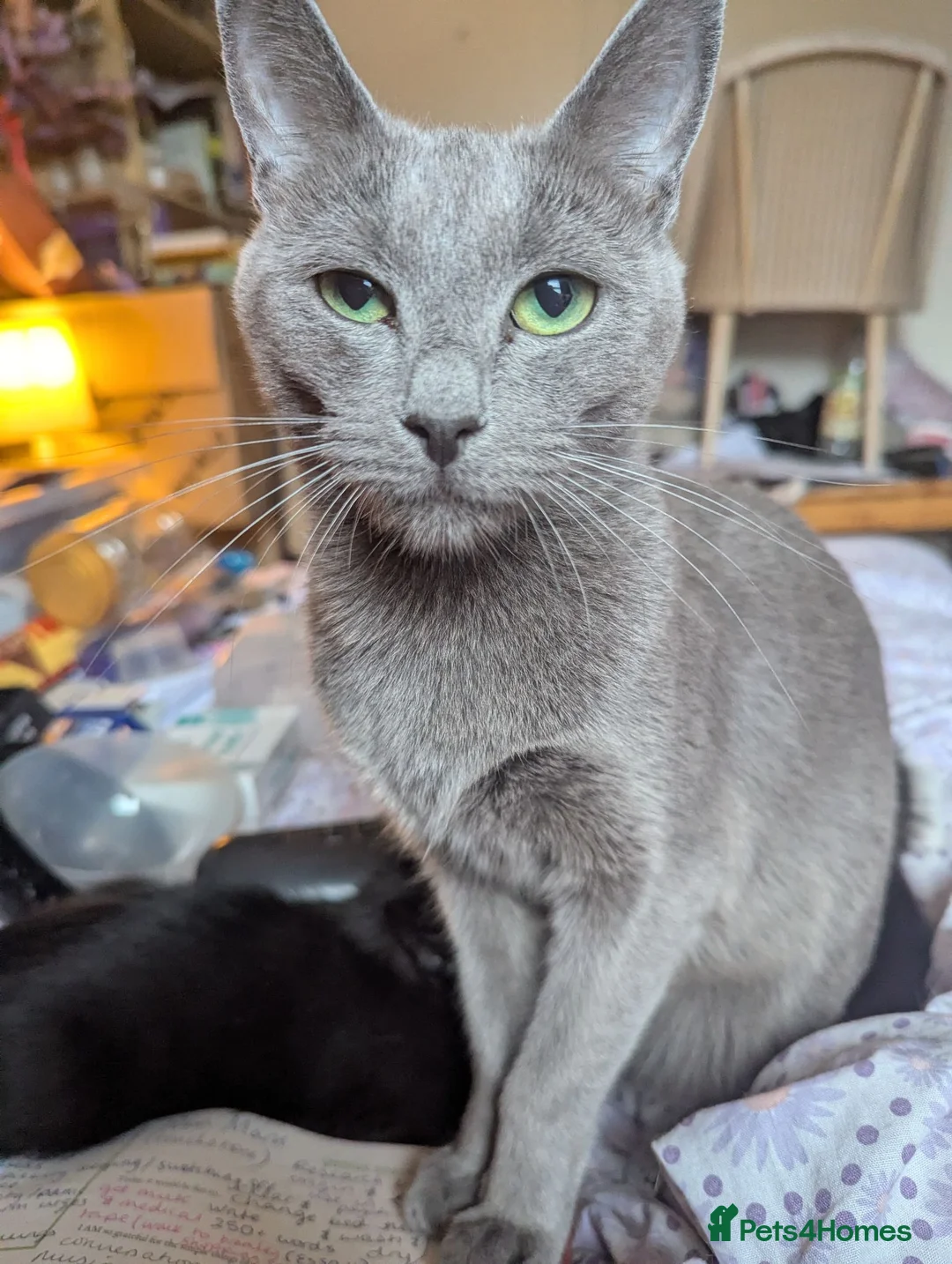 Russian Blue cats for sale: Russian Blue X Ragdoll kittens (Russian Dolls) - Advert 9